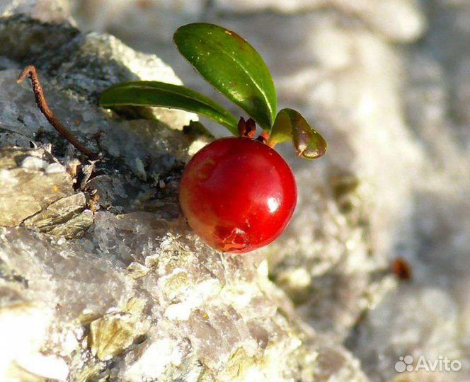 Замороженное пюре Брусника 1кг