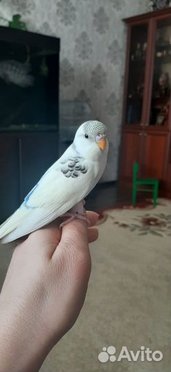 Молоденькие попугайчики