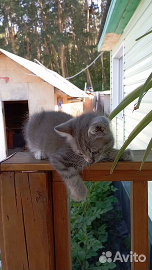 Кошечка Грея