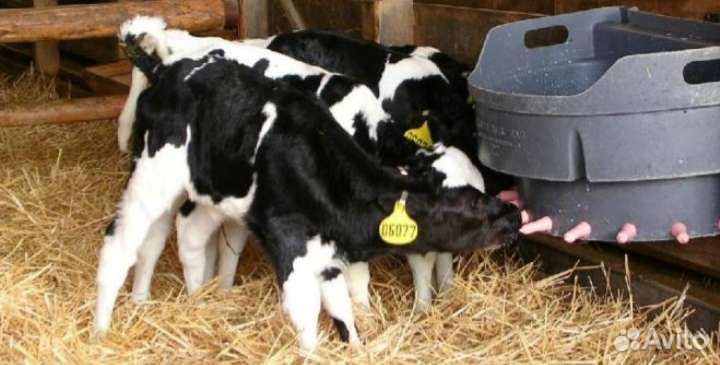 Телята бычки