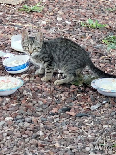 Котята в добрые руки приучены к лотку