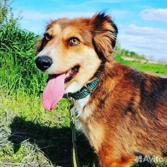 Собака Каштанка