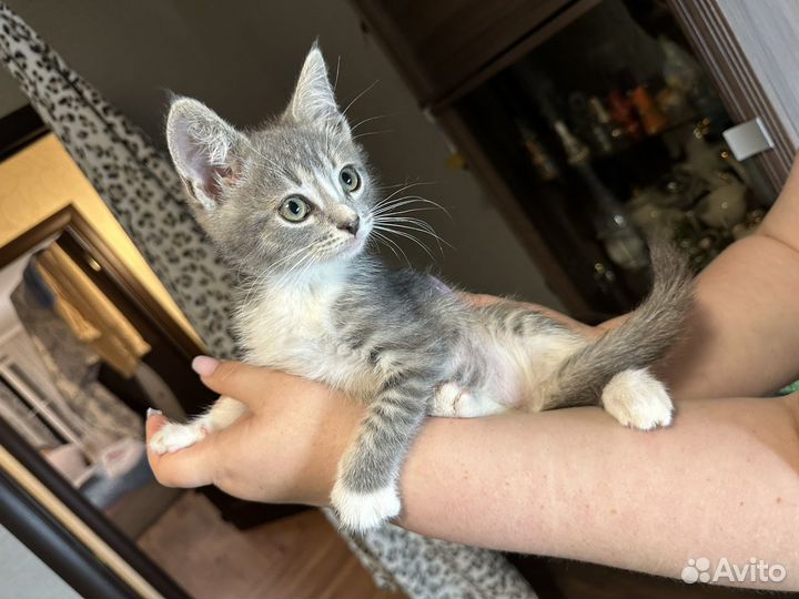 Прекрасные котята ищут родителей