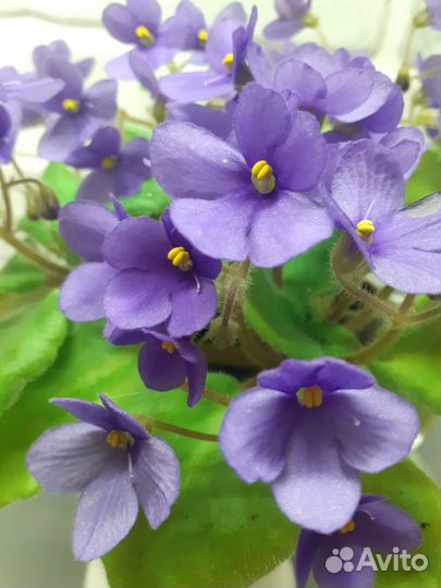 Сортовые фиалки