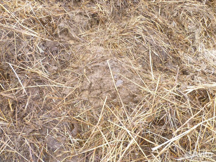 Продам навоз коровий