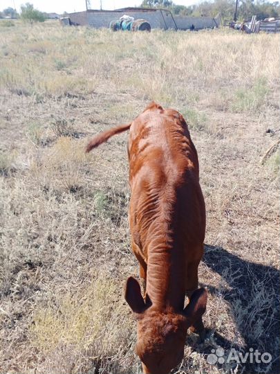 Корова с теленком