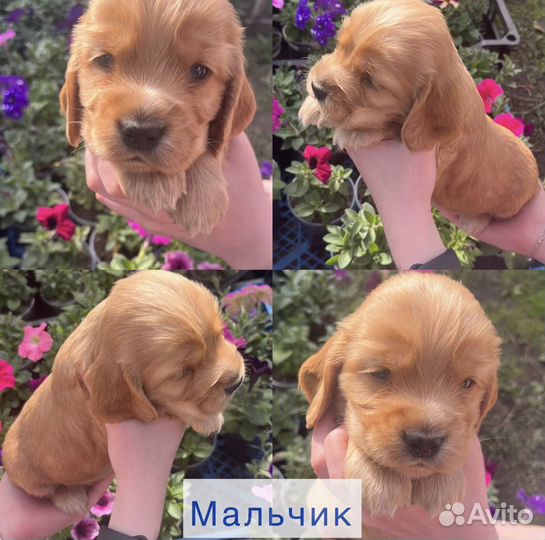 Английский кокер спаниель