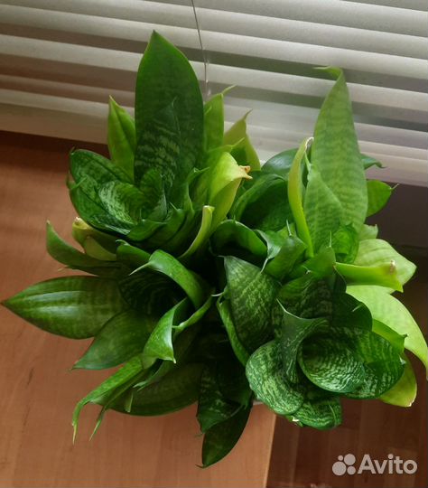 Сансевиерия