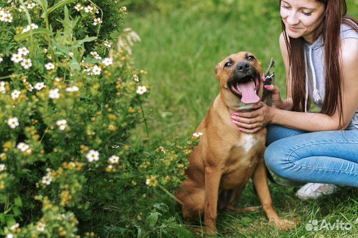 Собака в добрые руки
