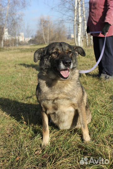 Собака в добрые руки, Дуня