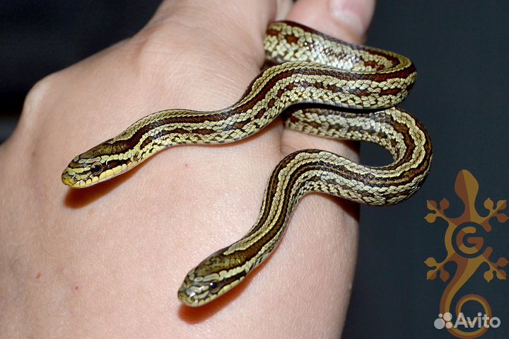 Змеи и ящерицы для новичков и опытных киперов