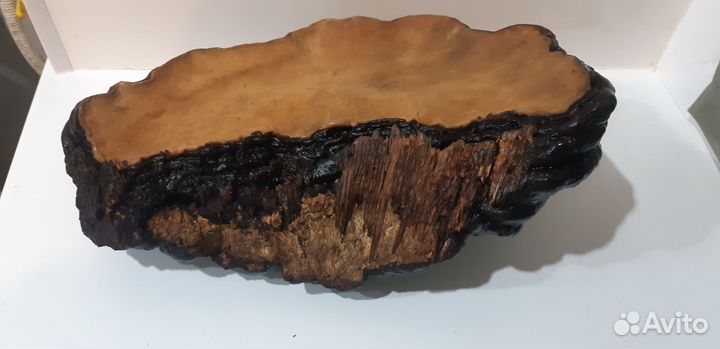 Трутовик для творчества