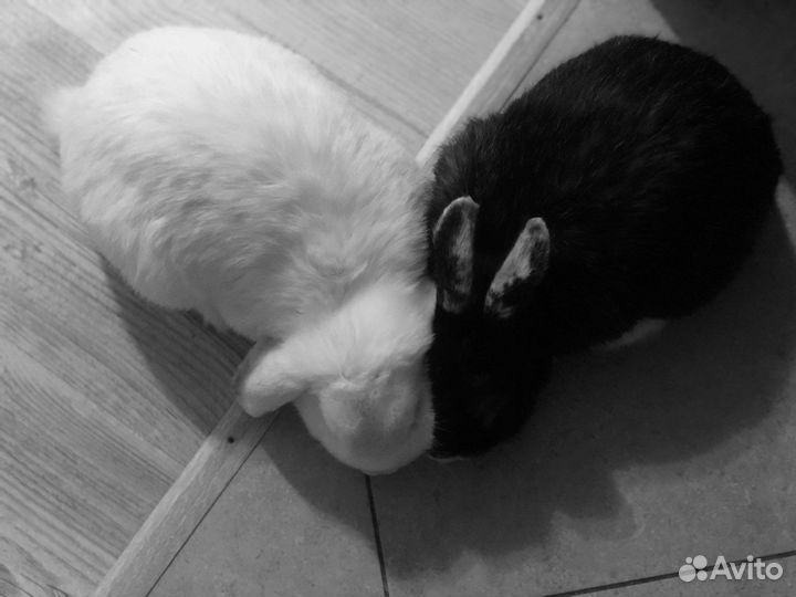 Декоративный кролик