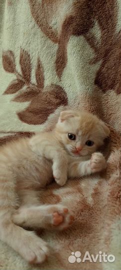 Шотландская