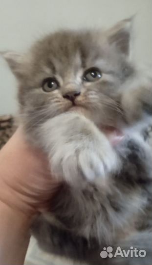 Шотландские котята