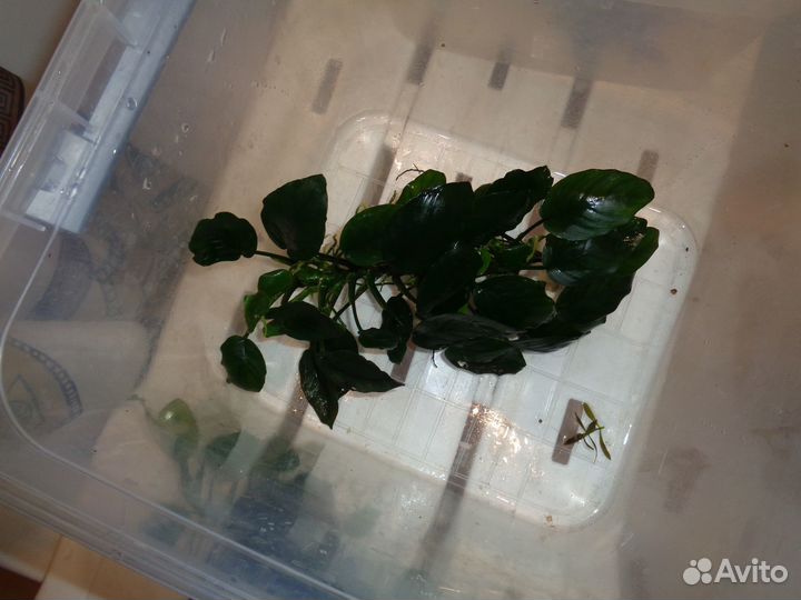 Аквариумные растения