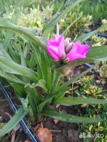 Продам многолетние растения