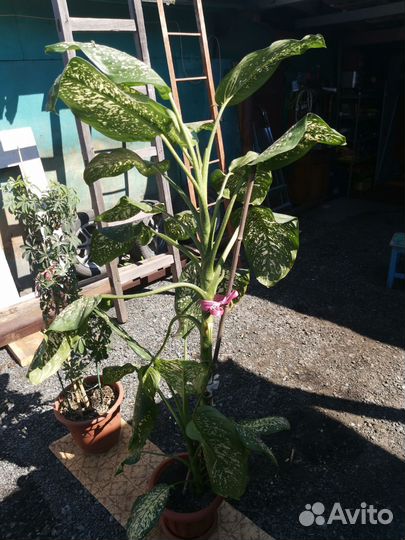 Диффенбахия