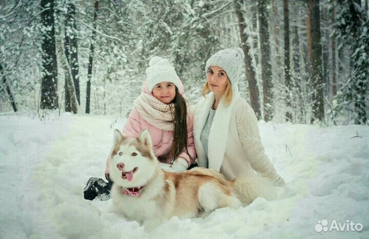 Хаски для фотосессии