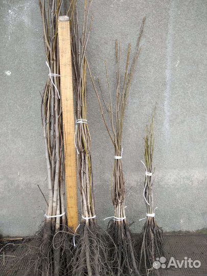 Грецкий орех саженцы