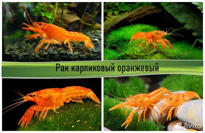 Аквариумные раки в ассортименте