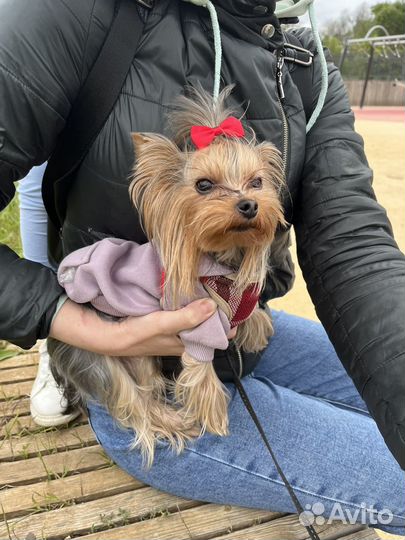 Вязка йорик мини девочка