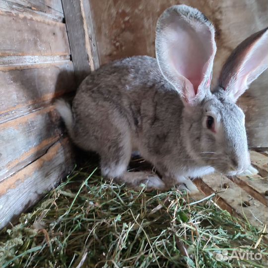 Кролики породы резин