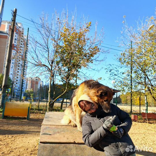 Выгул собак