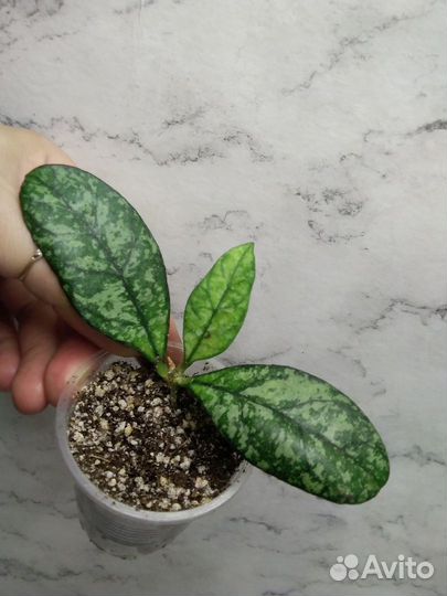 Хойи: взрослые, укоренённые и на срез