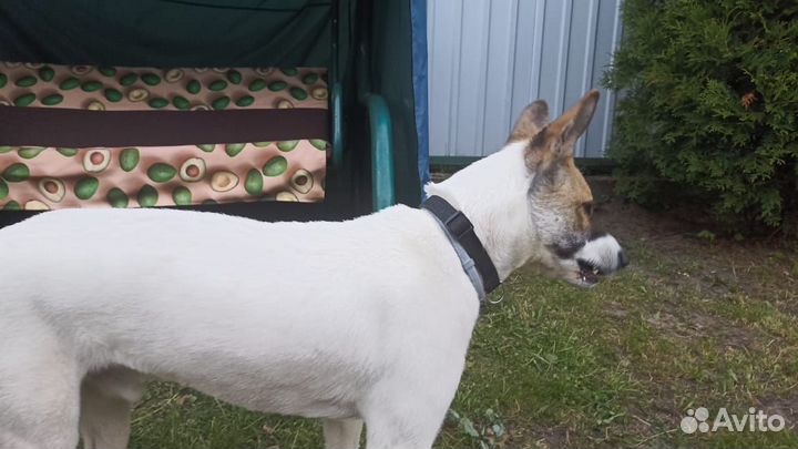 Отдам в добрые руки