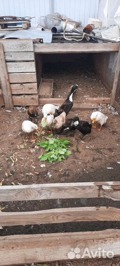 Утята индийский бегунок