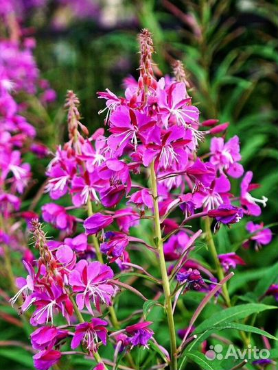 Продам Иван Чай