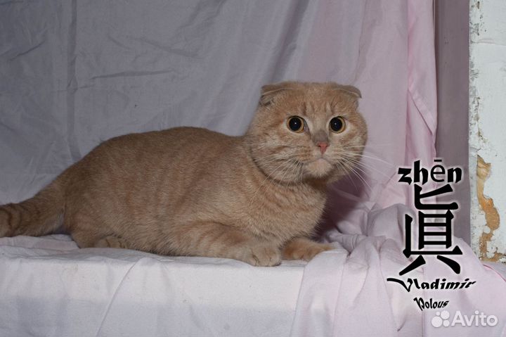 Шотландский вислоухий кот