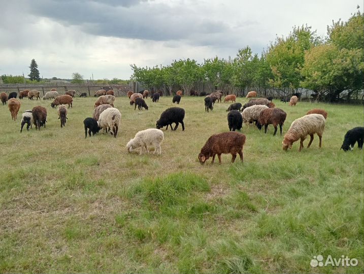 Овцы бараны ягнята оптом