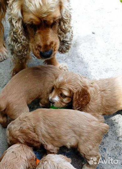 Щенки английского кокер спаниеля