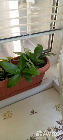 Хойя,шефлера,толстянка