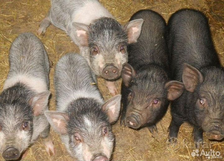 Вьетнамск вислобрюхий поросенок