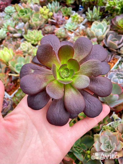 Эониум, aeonium, суккуленты, растения. 15 сортов