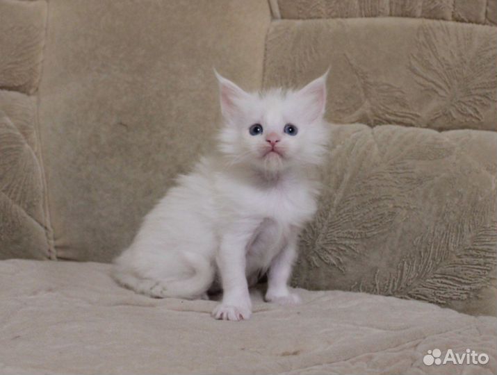 Особенная чистокровная малышка с голубыми глазами