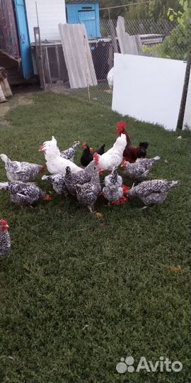 Инкубационное яйцо Пушкинских кур и Кучинских кур