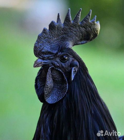 Инкубационное яйцо породистых кур