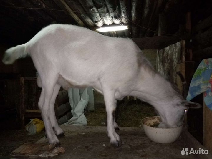 Коза и козел