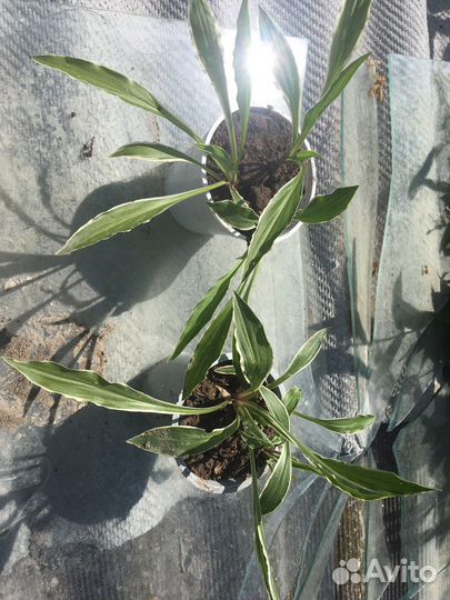 Хоста Стилетто