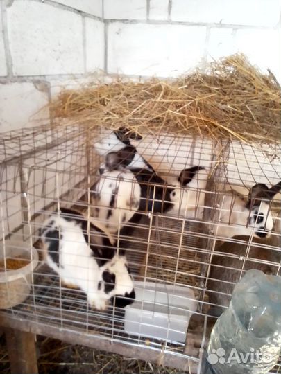 Кролики мальчики и девочки возраст 3 мес, 1,5 мес