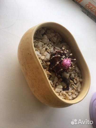 Кактус с цветком