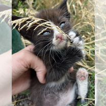 Котята в добрые руки мальчики