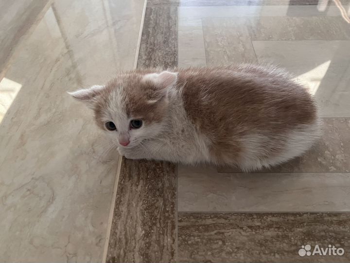 Котенок мальчик