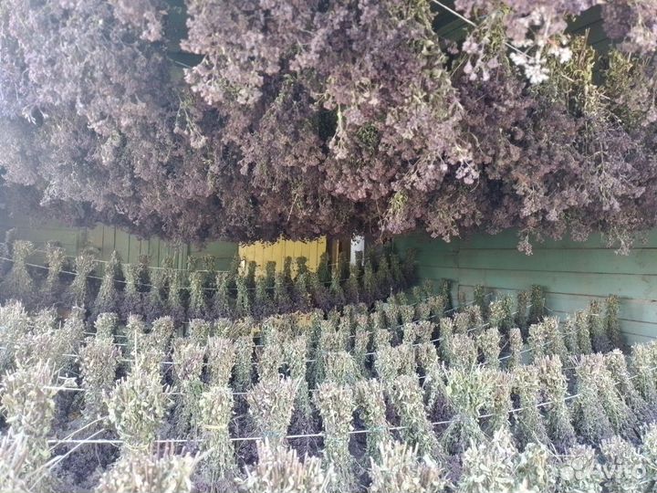 Душица сушеная