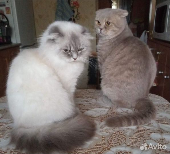 Отдам котят от красивых породистых родителей