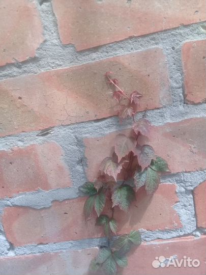 Девичий виноград триостренный Вичи